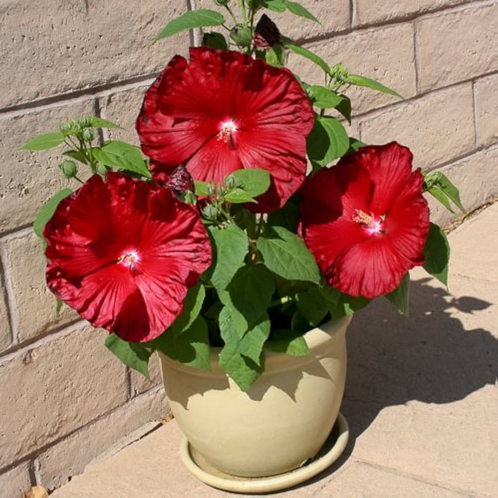 Rosemallow - Hibiscus for planting in home garden